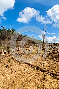 Deforestation in the Philippines