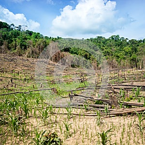Deforestation in the Philippines