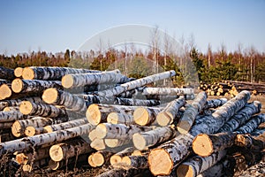 Deforestation. Photo of logs in the forest