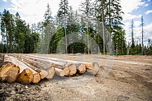 Deforestation. Pile of tree trunks. The sawed trees stacked on the roadside in the forest Logging concept. Sawed trees