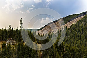 Deforestation in Romania, in an abusive way, cutting down whole