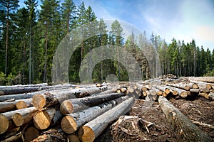 Deforestation in rural areas. Timber harvesting.