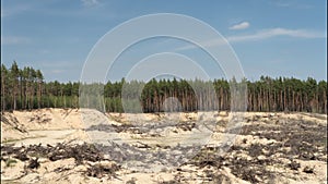 Deforestation. Sand mining career Uprooting roots trees. Time lapse