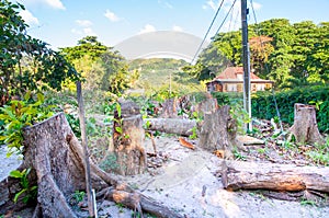 Deforestation with Sawed trees and cut dow