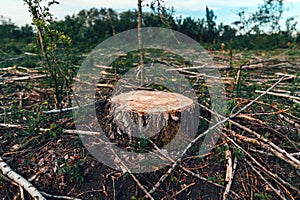 Deforestation site, vast landscape of former forest with tree stumps and branches after cutting down trees