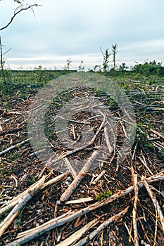 Deforestation site, vast landscape of former forest with tree stumps and branches after cutting down trees photo