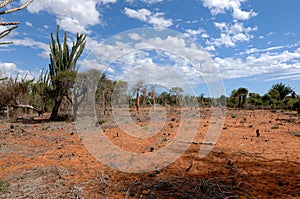 Deforestation on South of Madagascar