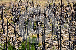 Deforestation in southern Chile