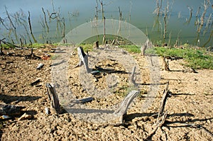 Deforestazione tronco d'albero clima vita ambiente 