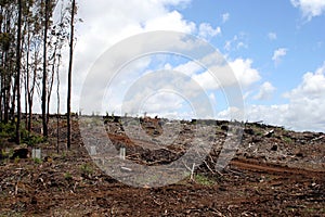 Deforestation in Tasmania, Australia photo