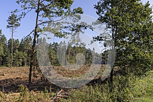 Deforestation for timber harvesting , forest