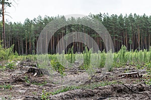 Deforestation. Timber Stack on clearcutting area. Clearcut area in the forest