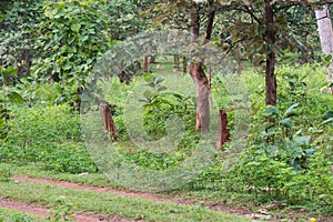 Deforestation Tree Felling