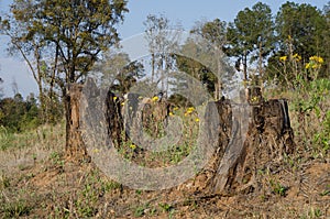 Deforestation tree stumps