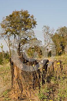 Deforestation tree stumps