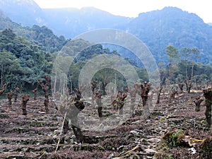 Deforestation of trees at  Khonoma, Kohima, Nagaland photo
