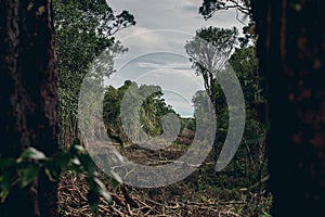 Deforestation of a tropical rain forest