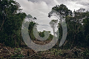 Deforestation of a tropical rain forest photo