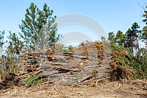 Deforestation, trunks lying on the ground