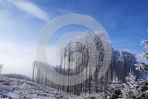 Deforestation winter forest landscape