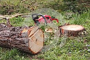 Deforestation, wood-cutting freshly cut tree