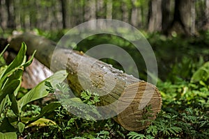 Deforestation wood log stumps concept with pine tree