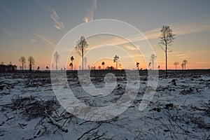 Deforested area in a forest