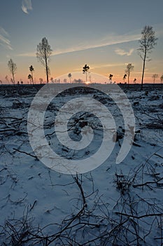 Deforested area in a forest