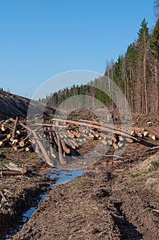 Deforested area with pile of logs, dirt road