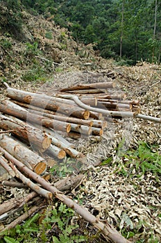 Deforested cut tree wood