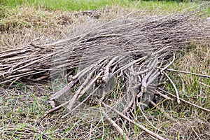 Deforested cut tree wood in forest