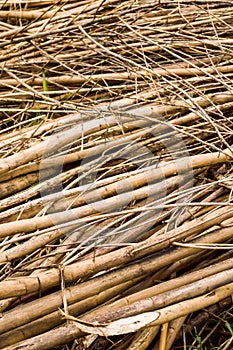 Deforested cut tree wood in forest