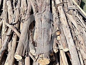 Deforested cut tree wood in forest