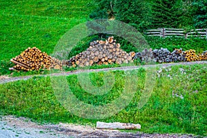 Deforested cut tree wood in forest