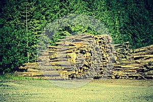 Deforested cut tree wood in forest