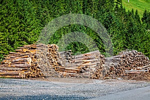 Deforested cut tree wood in forest