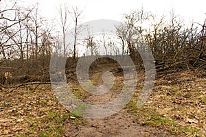 Deforested forest after bark beetle infestation