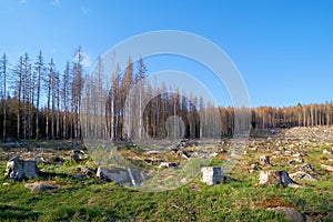deforested forest near Schierke in the Harz National Park in Germany