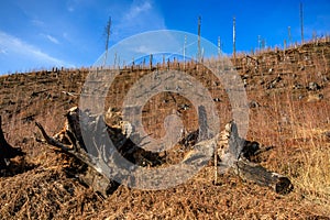 Deforested hillside with tree stumps under clear blue sky