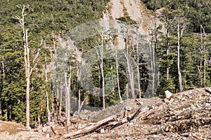 Deforested slope with broken Souther beech trees photo