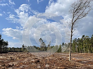 Deforesting around Vorden