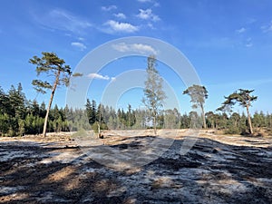 Deforesting at the forest around Ommen