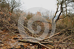 Deforesting