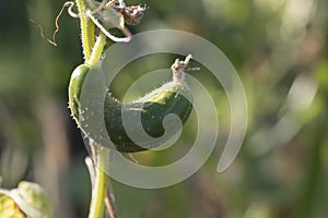 Deformation of cucumber fruit as result of lack of trace elements in plant. Insufficient watering