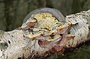 Deformed Beeswax bracket