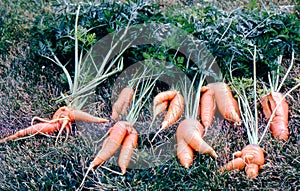 Deformed carrots photo
