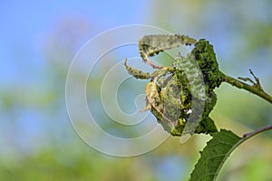 Deformed curled leaves full of black aphids on a weakened cherry tree in the orchard, agriculture concept for pests and diseases