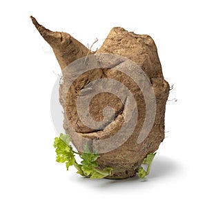 Deformed Moroccan rutabaga vegetable in head shape on white background