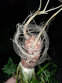 Deformed plants from a garden that travelled to different climates. Wierd carrot photo