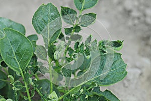 Deformed potato leaves due to phytotoxic effects of the herbicide